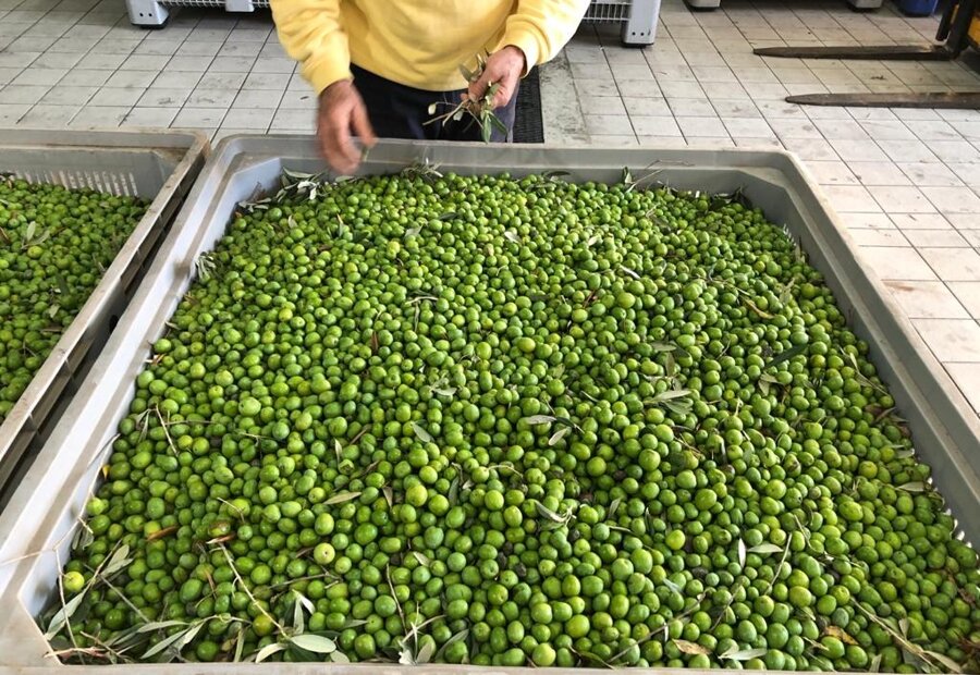 Lavorazione olive nel frantoio