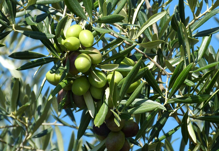 Olive siciliane